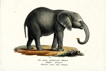 若いアフリカゾウ、1824